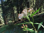 61 Nell'ombrosa abetaia un fiore baciato dal sole di mezzogiorno